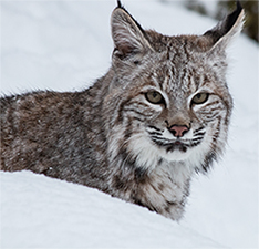 Bobcat